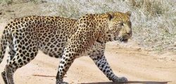 Leopard