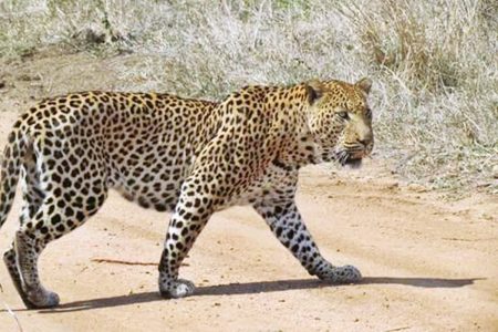 Leopard