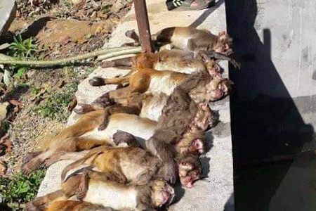 Monkey-13-gorkha-1