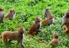 Monkey-in-Khotang