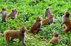 Monkey-in-Khotang