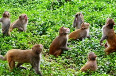 Monkey-in-Khotang