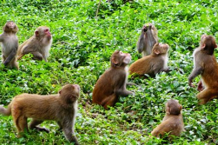 Monkey-in-Khotang