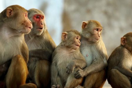 Monkey