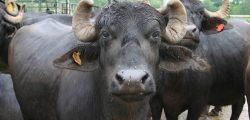Murrah_buffalo-in-Nepal