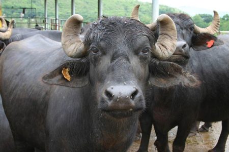 Murrah_buffalo-in-Nepal