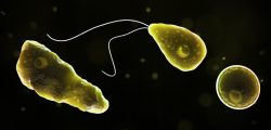 Naegleria_fowleri_1040x454