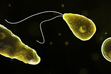 Naegleria_fowleri_1040x454