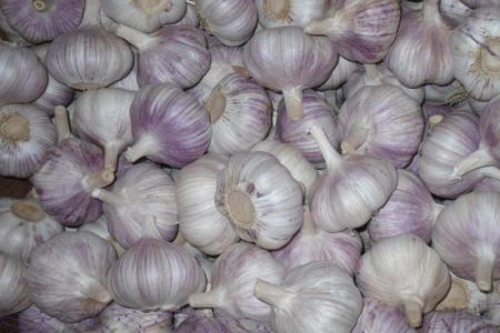 chinese garlic