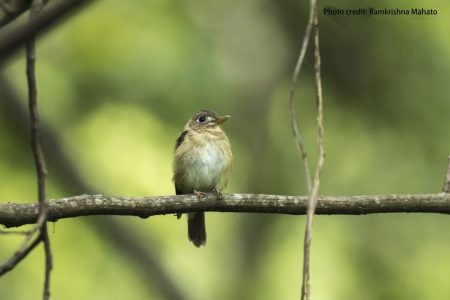 New-bird_chitawan-1536x1024
