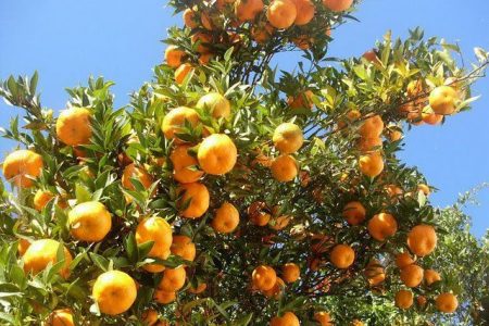 Orange-suntala