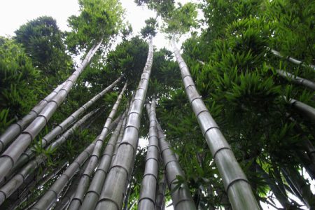 P.vivax-towering