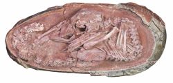 Perfectly-preserved-dinosaur-embryo-found-in-China