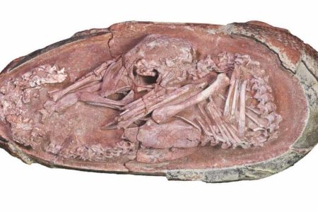 Perfectly-preserved-dinosaur-embryo-found-in-China