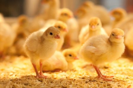 Poultryweb