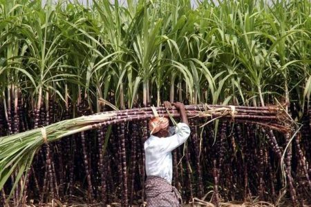 SUGARCANE