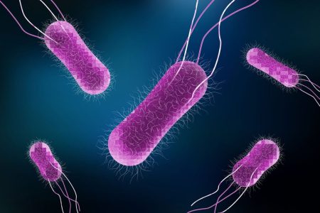 Salmonella