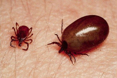 Scrub-Typhus