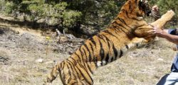 TIGER-ATTACK-