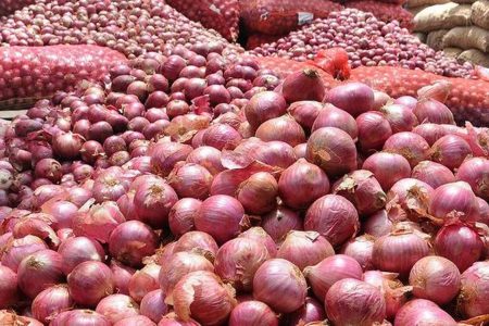 TY11-ONION111-DP
