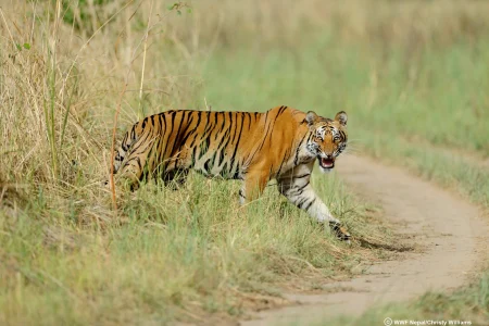 Tiger-pic-Christy-Williams-2019-WWF-Nepal