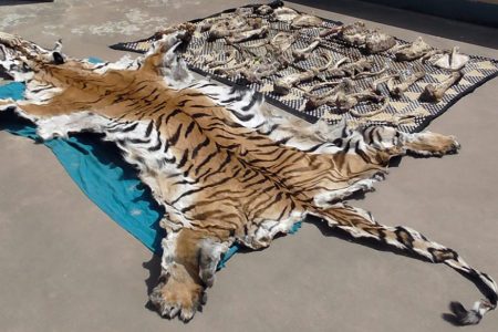 Tiger_chala