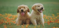 Top_15_Dog_Breeds_in_India