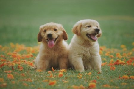 Top_15_Dog_Breeds_in_India