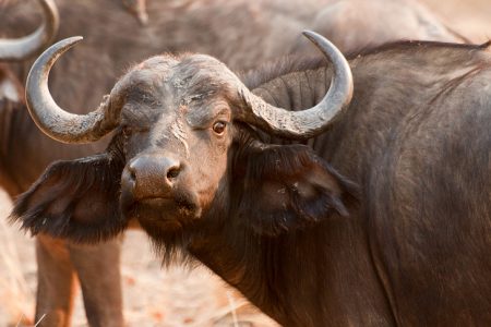 Wild_Buffalo