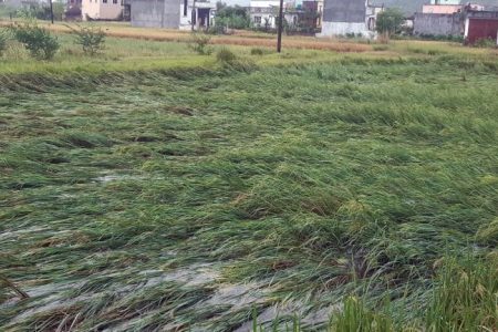 YP_Butwal-071135-1024x432