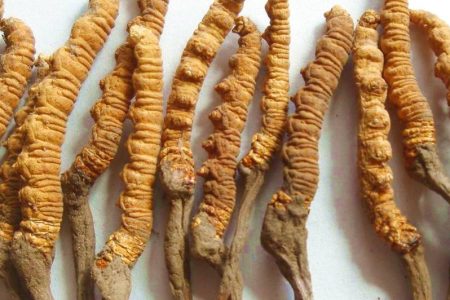 Yarsagumba