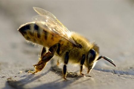 a-bee