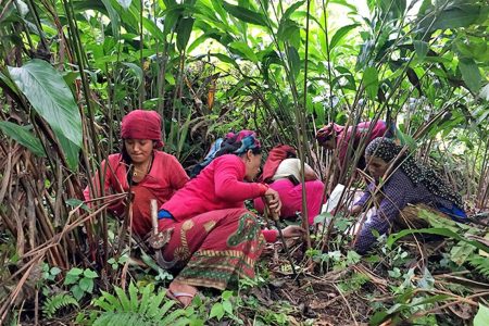 Women are seen picking Alaichi in himali region of Lamjung district, on Monday, October 9, 2017. Photo: RSS