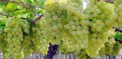 angur_graps