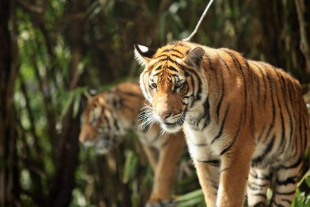 animals_01918_lUcU3dkU6q