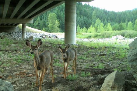 animals_way4045