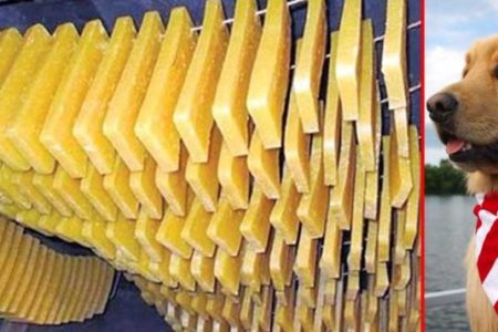 annually-80-thousand-kg-churpi-import-fr-74739