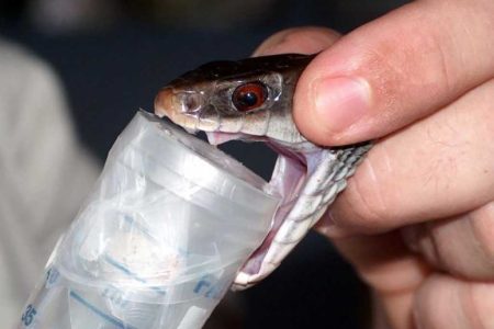 anti-snake-venom