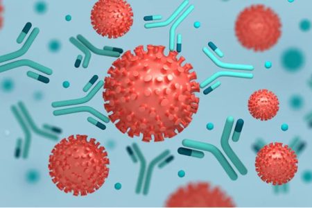 antibody