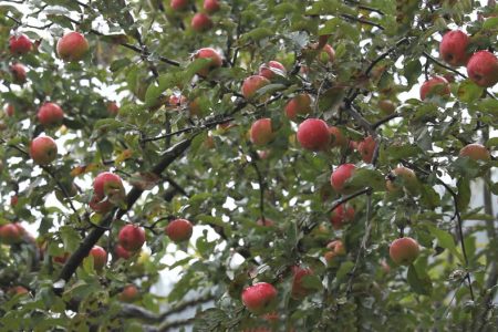 apple