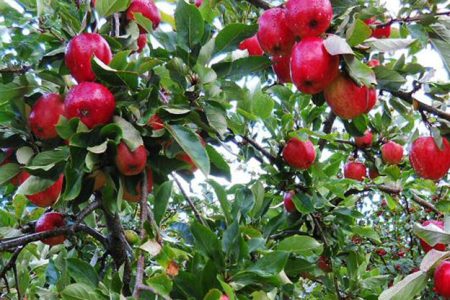 apple