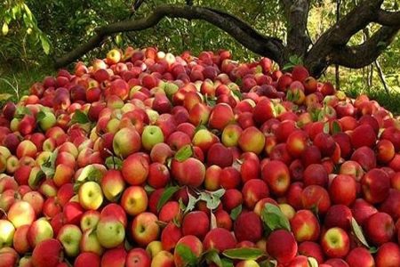 apple