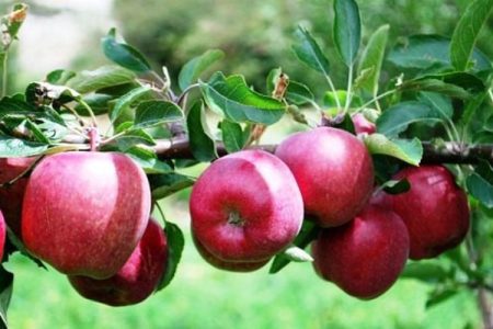 apple