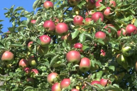 apple_002