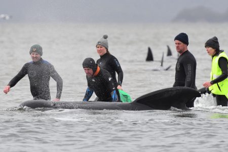 australia-whales-macquarie