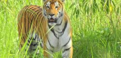 bardiya_tiger