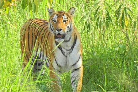 bardiya_tiger