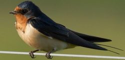 barn_swallow-768x461