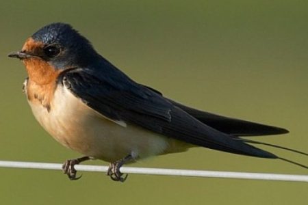 barn_swallow-768x461