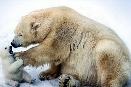 bear-_20220104063434